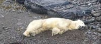 Police Shoot Rare Polar Bear in Iceland After Threatening Local Resident